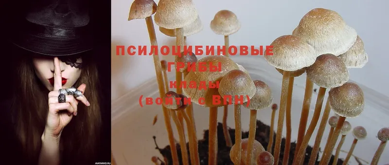 наркошоп  OMG tor  Галлюциногенные грибы MAGIC MUSHROOMS  Кизел 